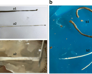 The-healthy-shrimps-were-feeding-and-excreting-normally-a1-whereas-the-WFS-shrimps