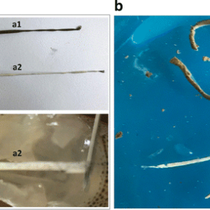 The-healthy-shrimps-were-feeding-and-excreting-normally-a1-whereas-the-WFS-shrimps