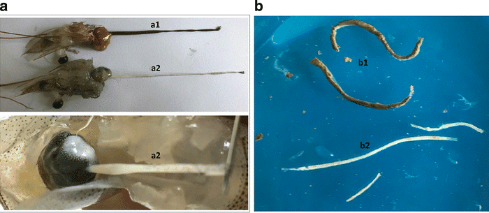 The-healthy-shrimps-were-feeding-and-excreting-normally-a1-whereas-the-WFS-shrimps