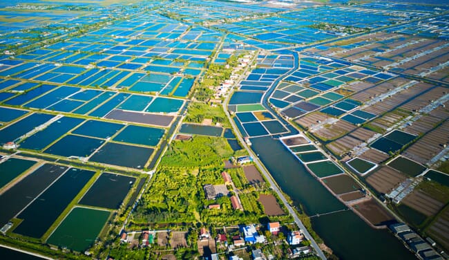 Toàn cảnh ao nuôi tôm