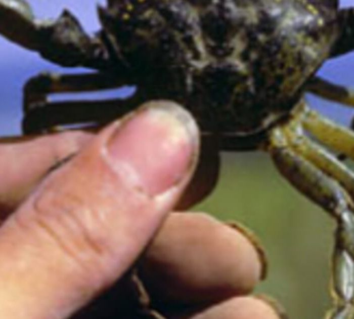 41_crabsized.jpg