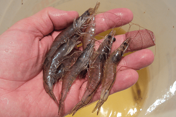 KASAMECHOTCHUNG_shrimp_600.png