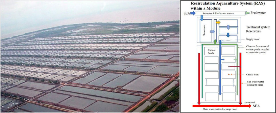 trang trại tôm cường độ cao Indonesia