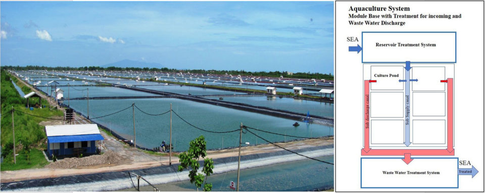 trang trại tôm cường độ cao Malaysia