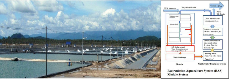 trang trại tôm RAS cường độ cao Malaysia