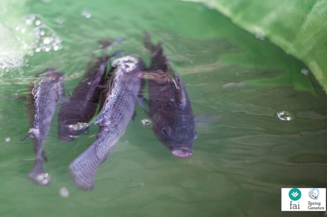 Bốn con tilapia đang bơi trong một lưới