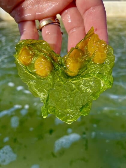 người cầm một miếng tảo biển