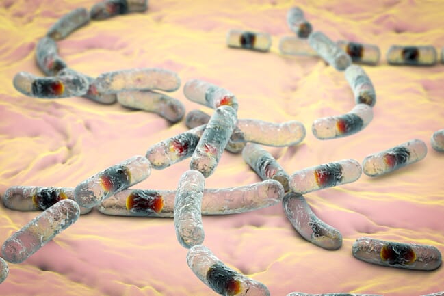 bacillus