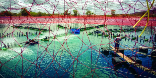 một trang trại tôm ở Thái Lan