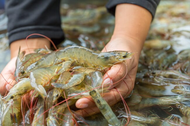 người cầm tôm chân trắng