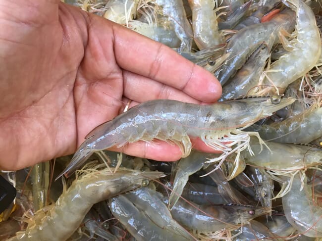 người cầm tôm trắng