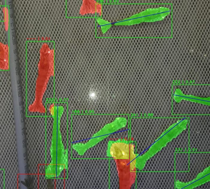 monitorshrimp-ai-tech-shrimp-length-detection.jpeg