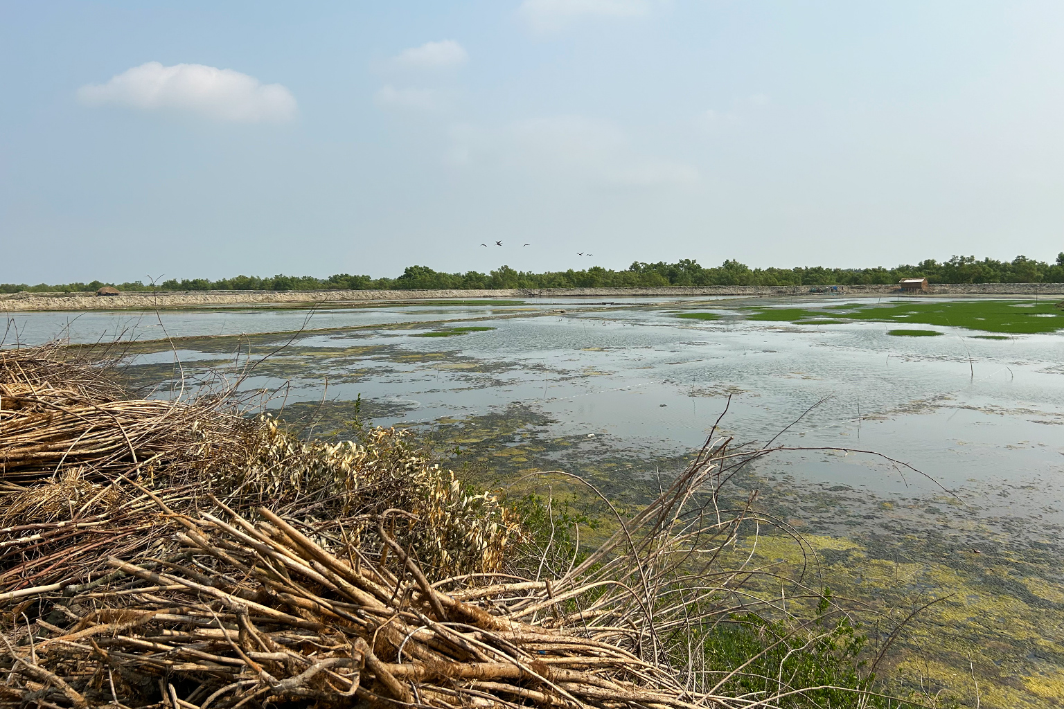 Một khu vực trong Sundarbans.