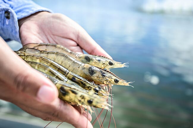 Person holding whiteleg shrimp above a pond