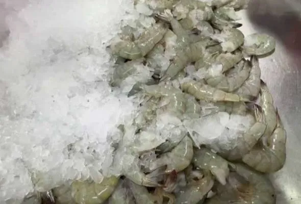 'Just managing': US tariffs leave Indian shrimp farmers struggling