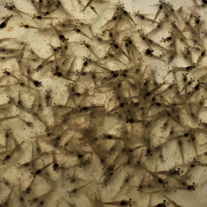 EKASARI-Pic-0.jpg