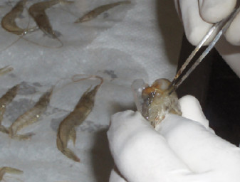 kháng virus
