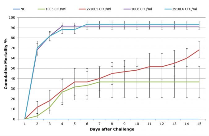Fig. 1: Cumulative mortality curves of the in vivo titration of V. parahaemolyticus LTS14. Each dose was administered to 6 replicate tanks with 10 shrimp. Based on this experiment, the dose of 2x105 CFU ml-1 was selected for further challenges, due to its sub-acute course.