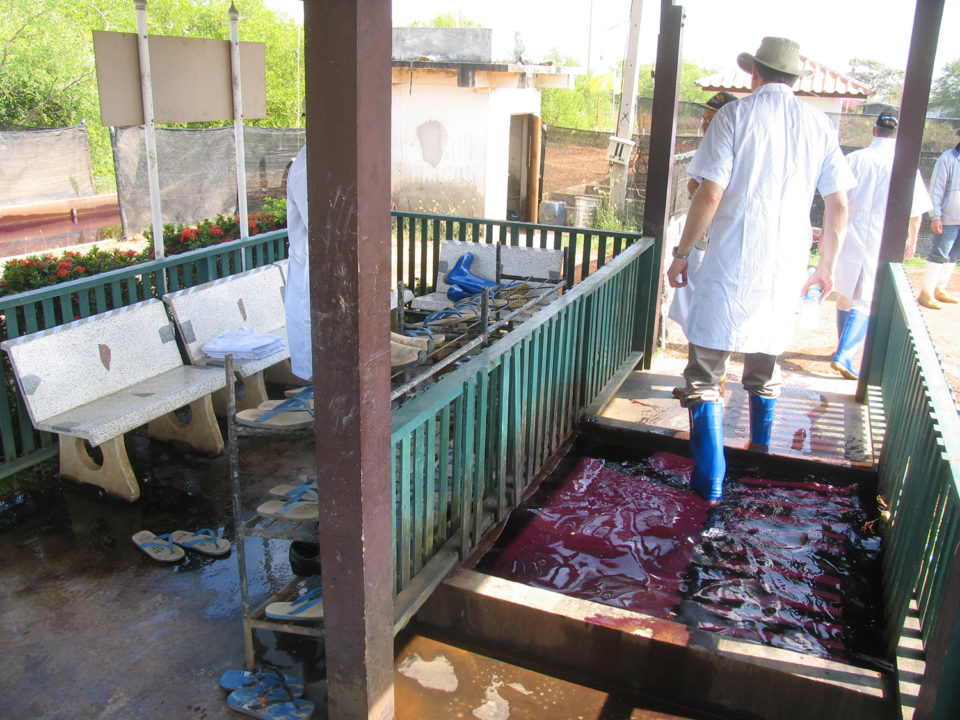 shrimp biosecurity