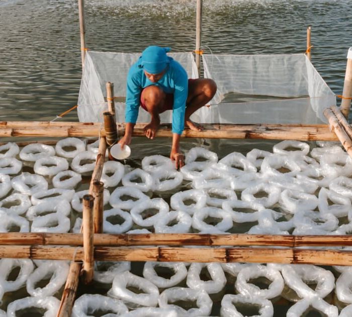 SEAFDEC-AQD-monodon-stocking-and-harvest-Philippines-Credit-Nyra-Armanda.jpg