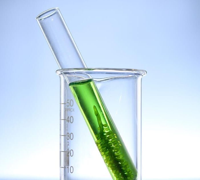algae-credit-TransAlgae.jpg
