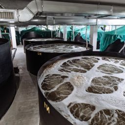 tanques-cultivo-langostinos-ras.jpg