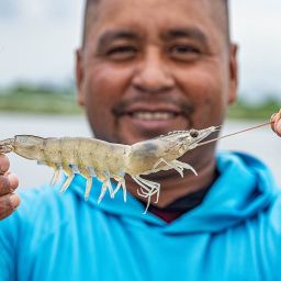 weareaquaculture2F2025-06-202Fzxhi4wo22F20250623shrimpfarmingEcuadorSustainableShrimpPartnership.jpeg