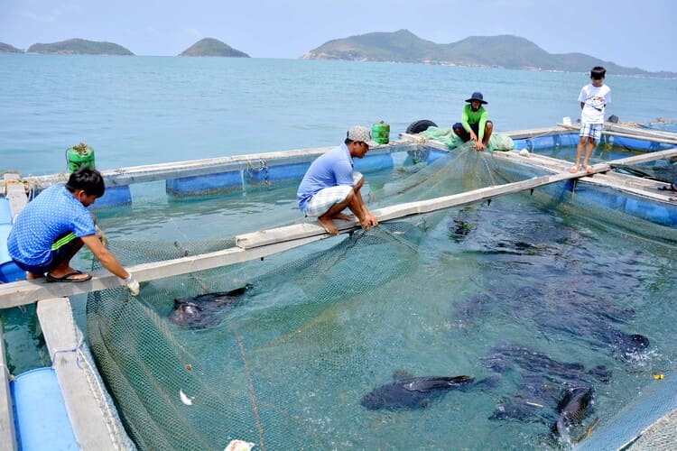Ao nuôi nhìn từ trên — màu nước phản ánh chất lượng nước