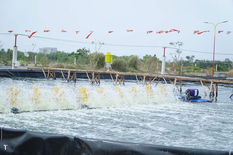 Sử dụng thuốc thủy sản chính hãng giúp ao nuôi khỏe mạnh