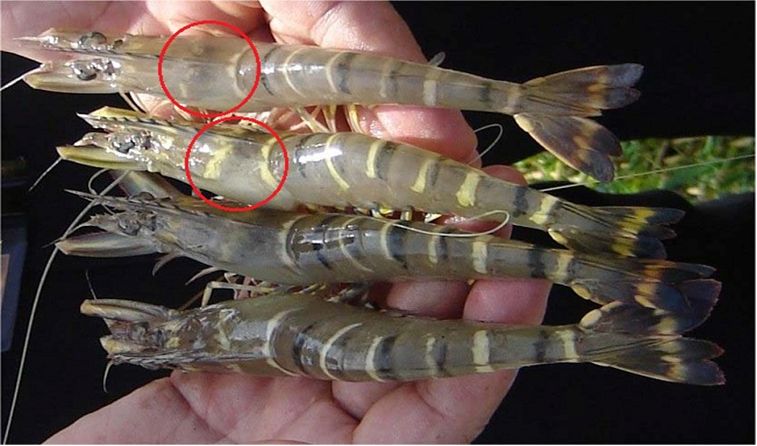 Triệu chứng bệnh đầu vàng trên tôm - tôm có phần đầu ngực chuyển vàng