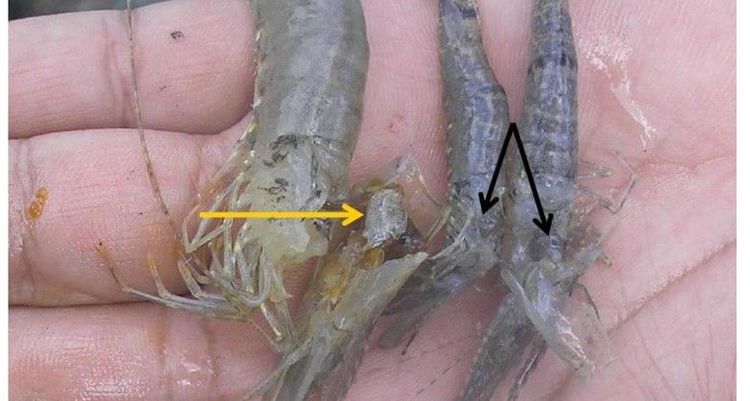 Gan tụy tôm tổn thương do Vibrio