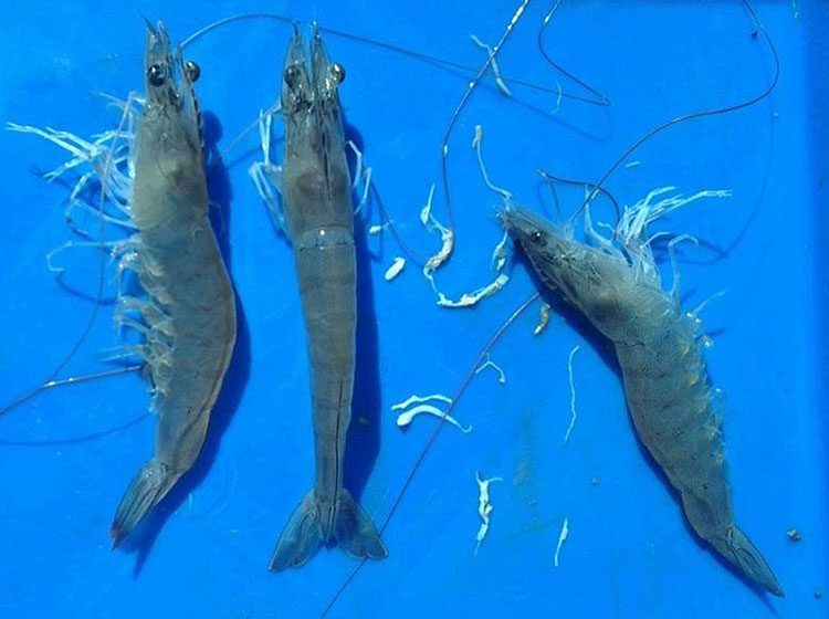 Tôm sú bị bệnh phân trắng với gan tụy biến đổi màu và đường ruột trắng đục