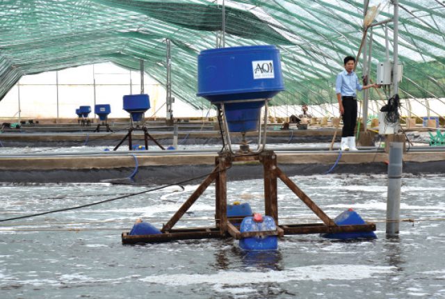 Quản lý nước ao là yếu tố sống còn trong nuôi tôm