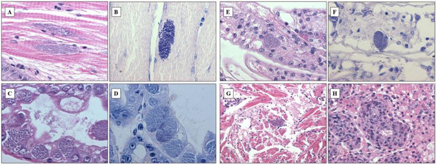 Thuốc giả không diệt được Vibrio gây thiệt hại nặng nề