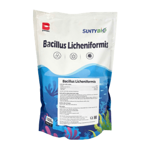BACILLUS LICHENIFORMIS